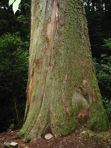 杉の大木